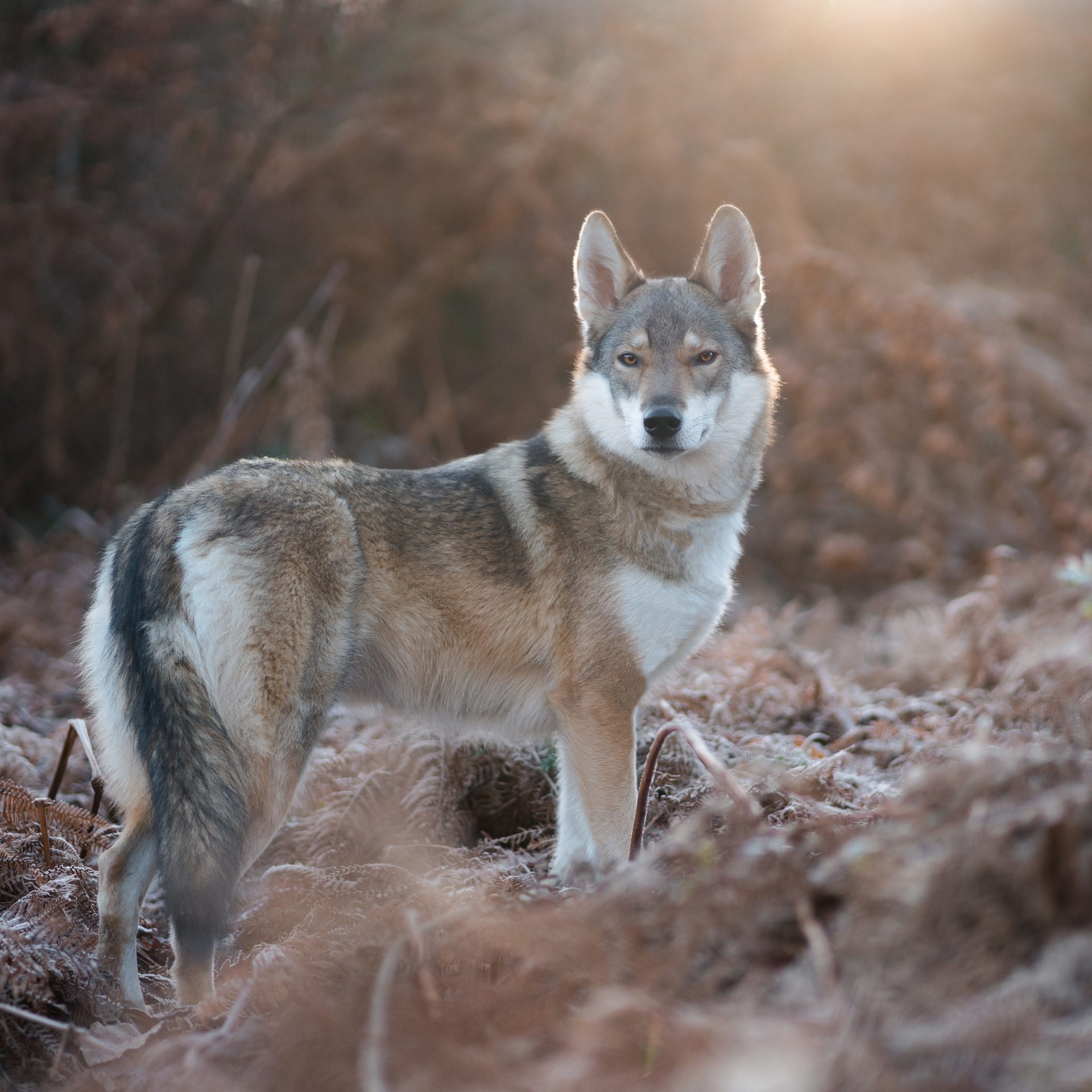 Tahoe Beetschen Eaz0wqnv1vq Unsplash